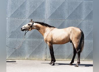 PRE Mix, Hengst, 3 Jaar, 163 cm, Buckskin