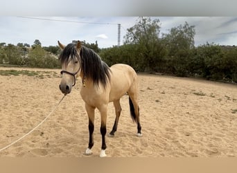 PRE Mix, Hengst, 3 Jaar, 163 cm, Falbe