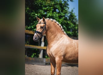 PRE, Hengst, 3 Jaar, 163 cm, Palomino