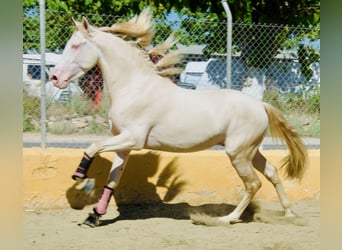 PRE Mix, Hengst, 3 Jaar, 163 cm, Perlino