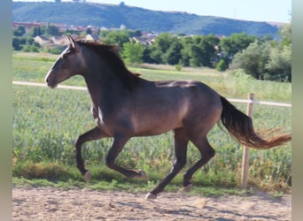 PRE Mix, Hengst, 3 Jaar, 163 cm, Schimmel