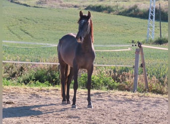 PRE Mix, Hengst, 3 Jaar, 163 cm, Schimmel