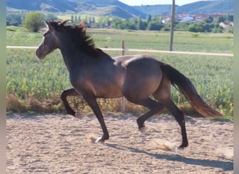 PRE Mix, Hengst, 3 Jaar, 163 cm, Schimmel