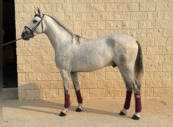 PRE Mix, Hengst, 3 Jaar, 163 cm, Schimmel