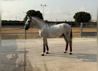 PRE Mix, Hengst, 3 Jaar, 163 cm, Schimmel