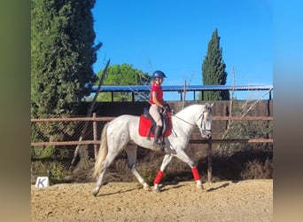 PRE, Hengst, 3 Jaar, 163 cm, Schimmel