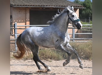 PRE Mix, Hengst, 3 Jaar, 163 cm, Schimmel