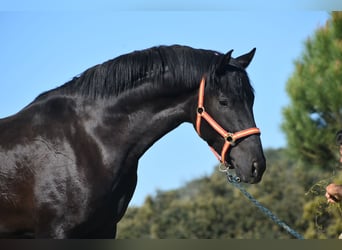 PRE Mix, Hengst, 3 Jaar, 163 cm, Zwart