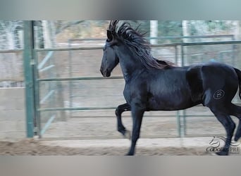 PRE, Hengst, 3 Jaar, 163 cm, Zwart