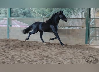 PRE, Hengst, 3 Jaar, 163 cm, Zwart