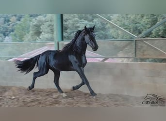 PRE, Hengst, 3 Jaar, 163 cm, Zwart