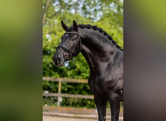 PRE Mix, Hengst, 3 Jaar, 163 cm, Zwart