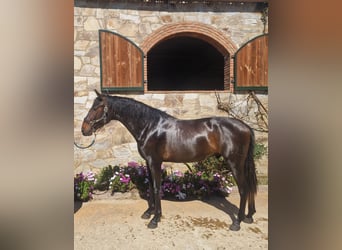 PRE Mix, Hengst, 3 Jaar, 164 cm, Bruin