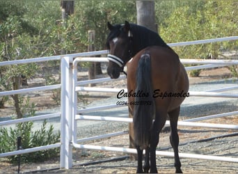 PRE, Hengst, 3 Jaar, 164 cm, Bruin