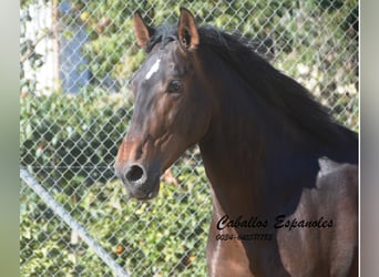 PRE Mix, Hengst, 3 Jaar, 164 cm, Bruin