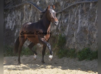 PRE Mix, Hengst, 3 Jaar, 164 cm, Bruin