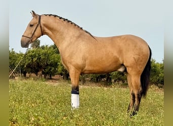 PRE Mix, Hengst, 3 Jaar, 164 cm, Buckskin