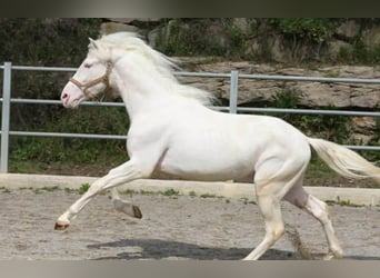 PRE, Hengst, 3 Jaar, 164 cm, Cremello
