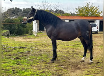 PRE Mix, Hengst, 3 Jaar, 164 cm, Donkerbruin