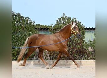 PRE Mix, Hengst, 3 Jaar, 164 cm, Palomino