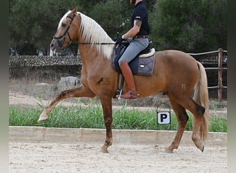 PRE Mix, Hengst, 3 Jaar, 164 cm, Palomino