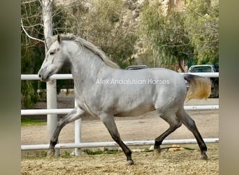 PRE Mix, Hengst, 3 Jaar, 164 cm, Schimmel