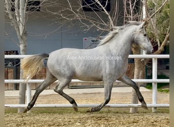 PRE Mix, Hengst, 3 Jaar, 164 cm, Schimmel