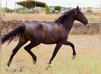 PRE Mix, Hengst, 3 Jaar, 164 cm, Zwart