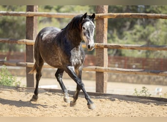 PRE Mix, Hengst, 3 Jaar, 164 cm, Zwartschimmel