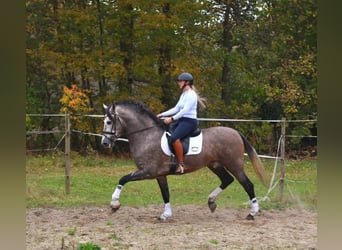 PRE Mix, Hengst, 3 Jaar, 165 cm, Blauwschimmel