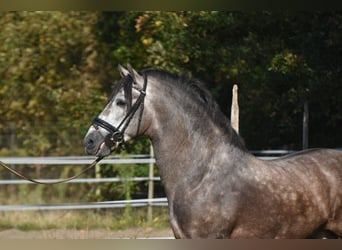 PRE Mix, Hengst, 3 Jaar, 165 cm, Blauwschimmel