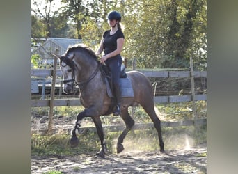 PRE Mix, Hengst, 3 Jaar, 165 cm, Blauwschimmel