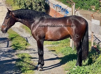 PRE Mix, Hengst, 3 Jaar, 165 cm, Bruin