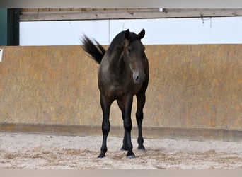 PRE Mix, Hengst, 3 Jaar, 165 cm, Bruin