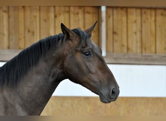 PRE Mix, Hengst, 3 Jaar, 165 cm, Bruin