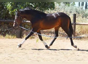 PRE, Hengst, 3 Jaar, 165 cm, Bruin