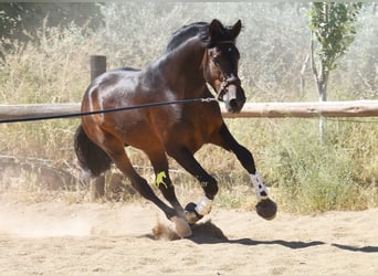 PRE, Hengst, 3 Jaar, 165 cm, Bruin
