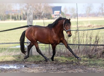 PRE Mix, Hengst, 3 Jaar, 165 cm, Bruin