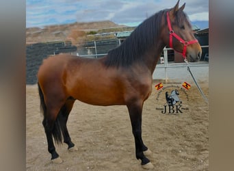 PRE Mix, Hengst, 3 Jaar, 165 cm, Bruin