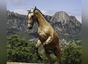 PRE, Hengst, 3 Jaar, 165 cm, Buckskin