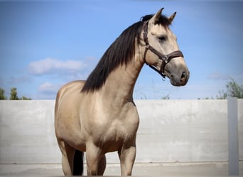 PRE Mix, Hengst, 3 Jaar, 165 cm, Buckskin