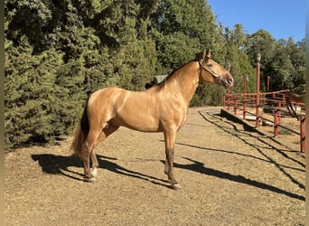 PRE, Hengst, 3 Jaar, 165 cm, Champagne