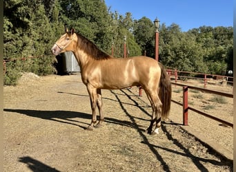 PRE, Hengst, 3 Jaar, 165 cm, Champagne