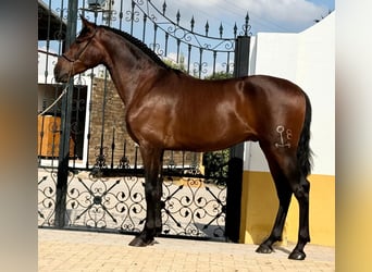 PRE, Hengst, 3 Jaar, 165 cm, Donkerbruin