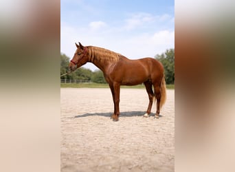 PRE, Hengst, 3 Jaar, 165 cm, Donkere-vos