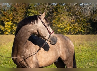 PRE Mix, Hengst, 3 Jaar, 165 cm, Falbe