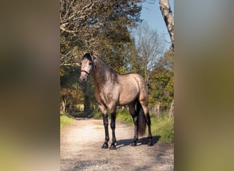 PRE Mix, Hengst, 3 Jaar, 165 cm, Falbe