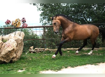 PRE Mix, Hengst, 3 Jaar, 165 cm, Falbe