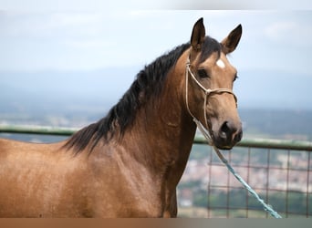 PRE Mix, Hengst, 3 Jaar, 165 cm, Falbe