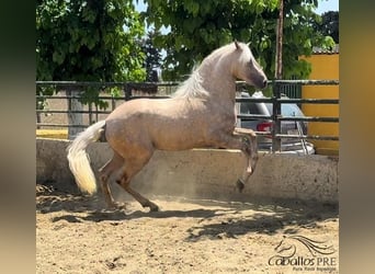 PRE, Hengst, 3 Jaar, 165 cm, Palomino